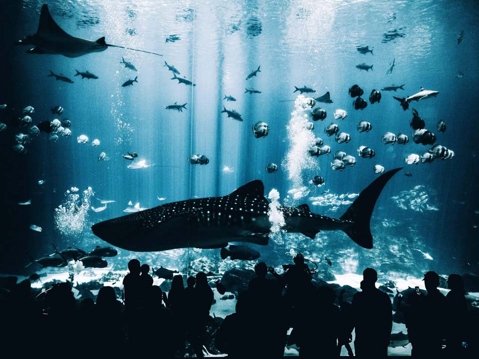 shark in aquarium with fish swimming around it 